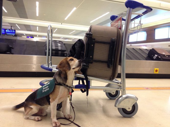 來台旅客人數雖下降不少,但檢疫犬仍會在崗位上嗅聞肉品。 資料照片 防檢局/提供