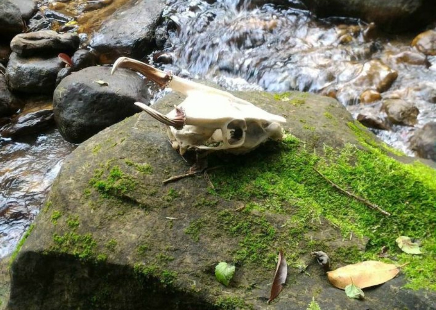 張先生在牡丹溪上游看到已化為白骨的山羌遺體。 新北市動保處/提供