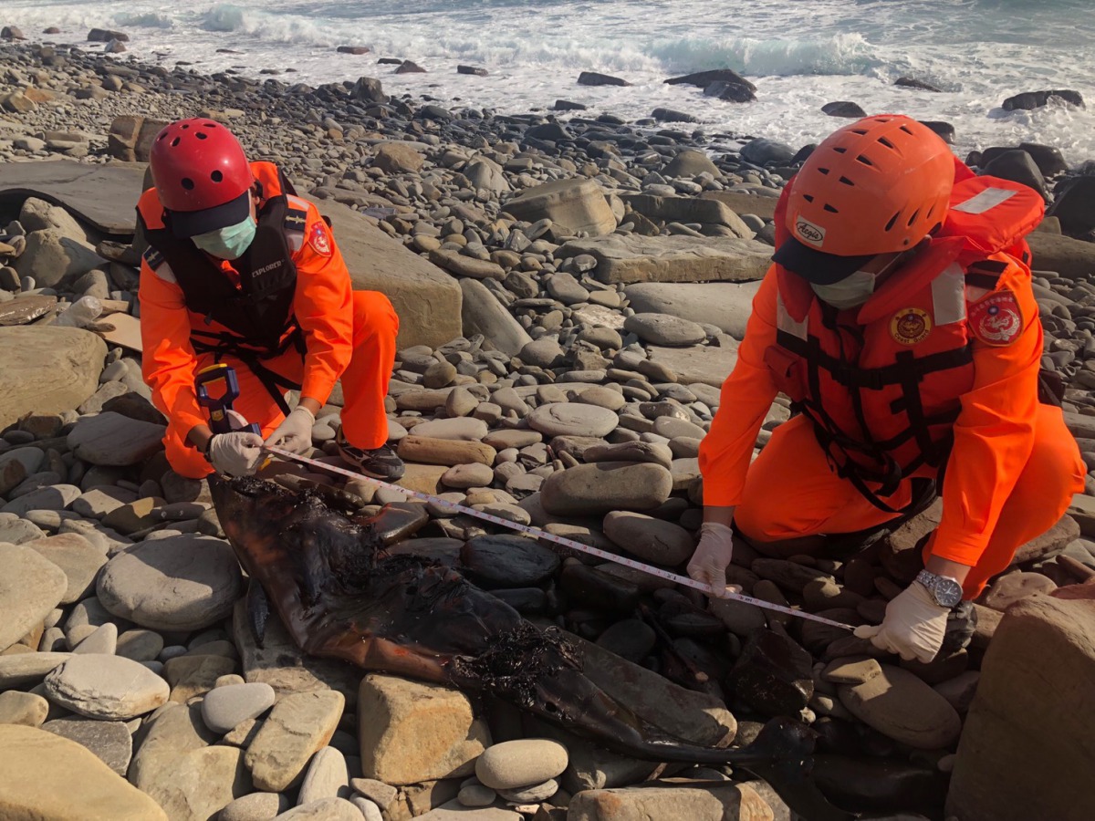 海巡人員量測死亡弗氏海豚屍體。 第六岸巡隊/提供