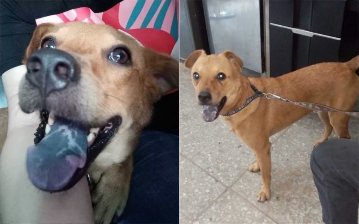 「乖乖」被清潔隊認養之後個性變得活潑親人。 新北市動保處/提供