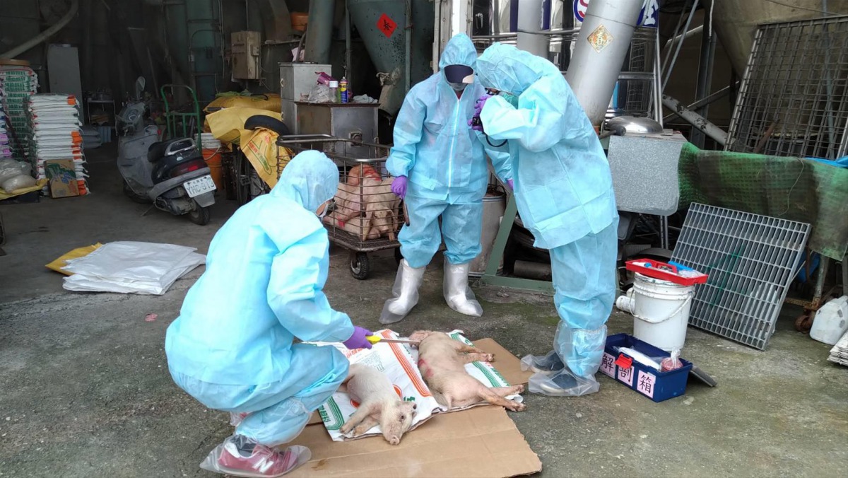 獸醫師檢診豬隻屍體，釐清死因。 高雄市動保處/提供