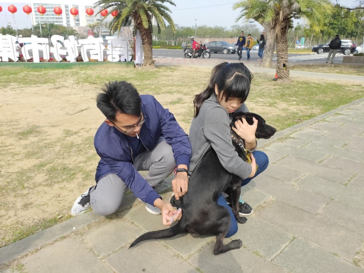 飼主應定期帶家中犬貓施打狂犬病疫苗。 嘉義縣政府/提供