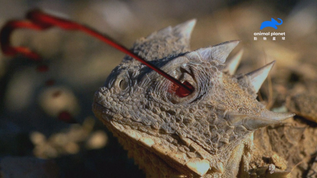 當大角蜥遇到危險時,眼睛會噴出有毒血液。 動物星球頻道/提供