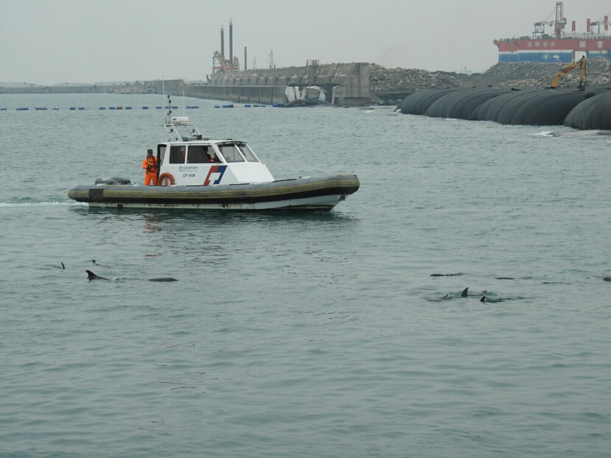 海巡署以人為方式引導迷航的小虎鯨們游出港區。南部地區巡防局第五總隊/提供