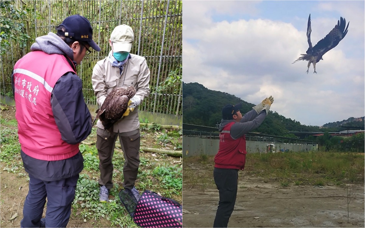 動保處獸醫與猛禽會共同評估黑鳶狀況，確認狀況允許後回到發現地附近進行野放。 台灣猛禽研究會/提供