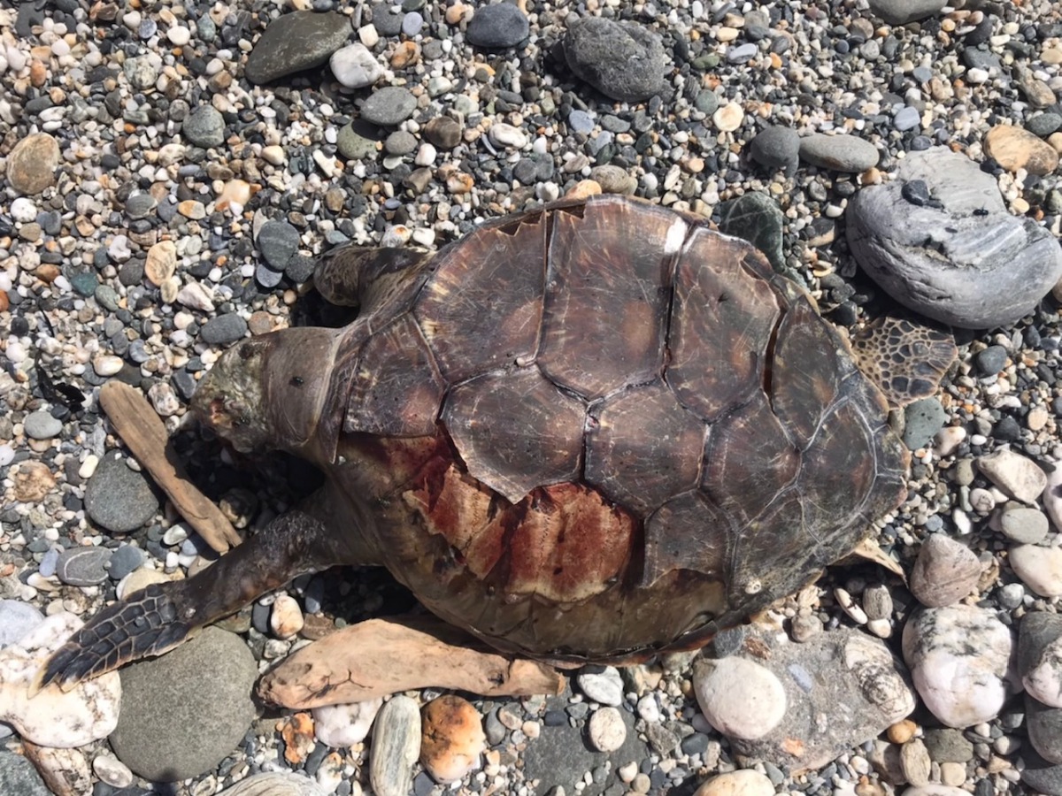 民眾在花蓮縣牛山海灘到了死亡海龜。第一二岸巡隊/提供