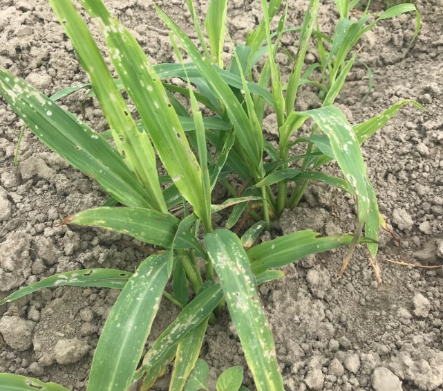 薏苡葉片遭秋行軍蟲大量啃食。 防檢局/提供