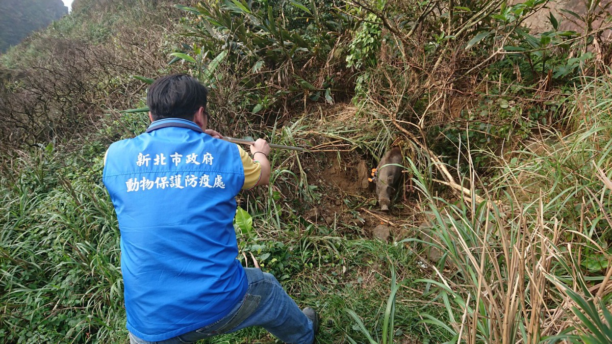 動保處人員用吹箭將台灣野豬麻醉。 新北市動保處/提供