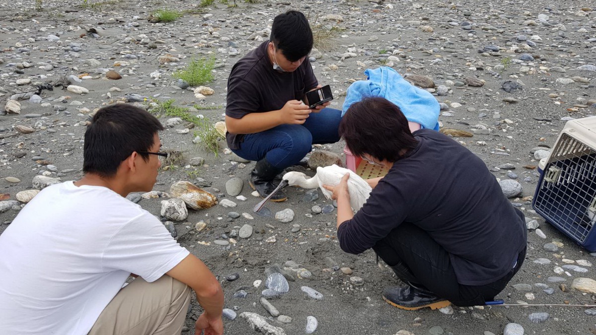 在花蓮溪口發現到的中毒黑面琵鷺,經過搶救後仍不幸喪命。 花蓮縣政府/提供