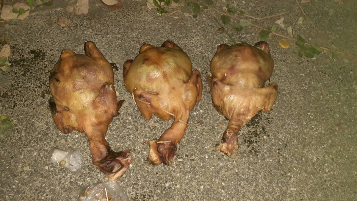 被丟棄的動物屍體為已烹煮過的雞肉。 新北市動保處/提供