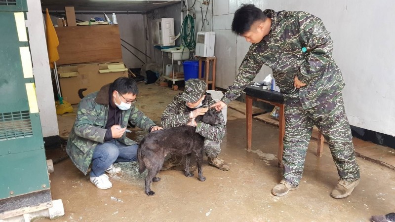 除了絕育之外,金門防疫所也幫烏坵島上的犬隻施打疫苗。 金門動植物防疫所/提供