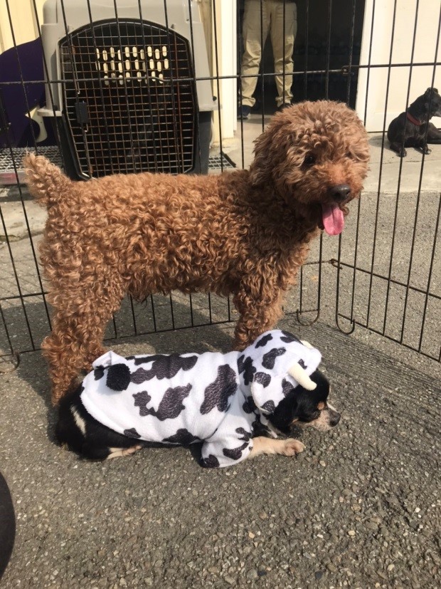 動物之家讓紅貴賓與其他夥伴們一起在戶外玩耍。 新北市動保處/提供