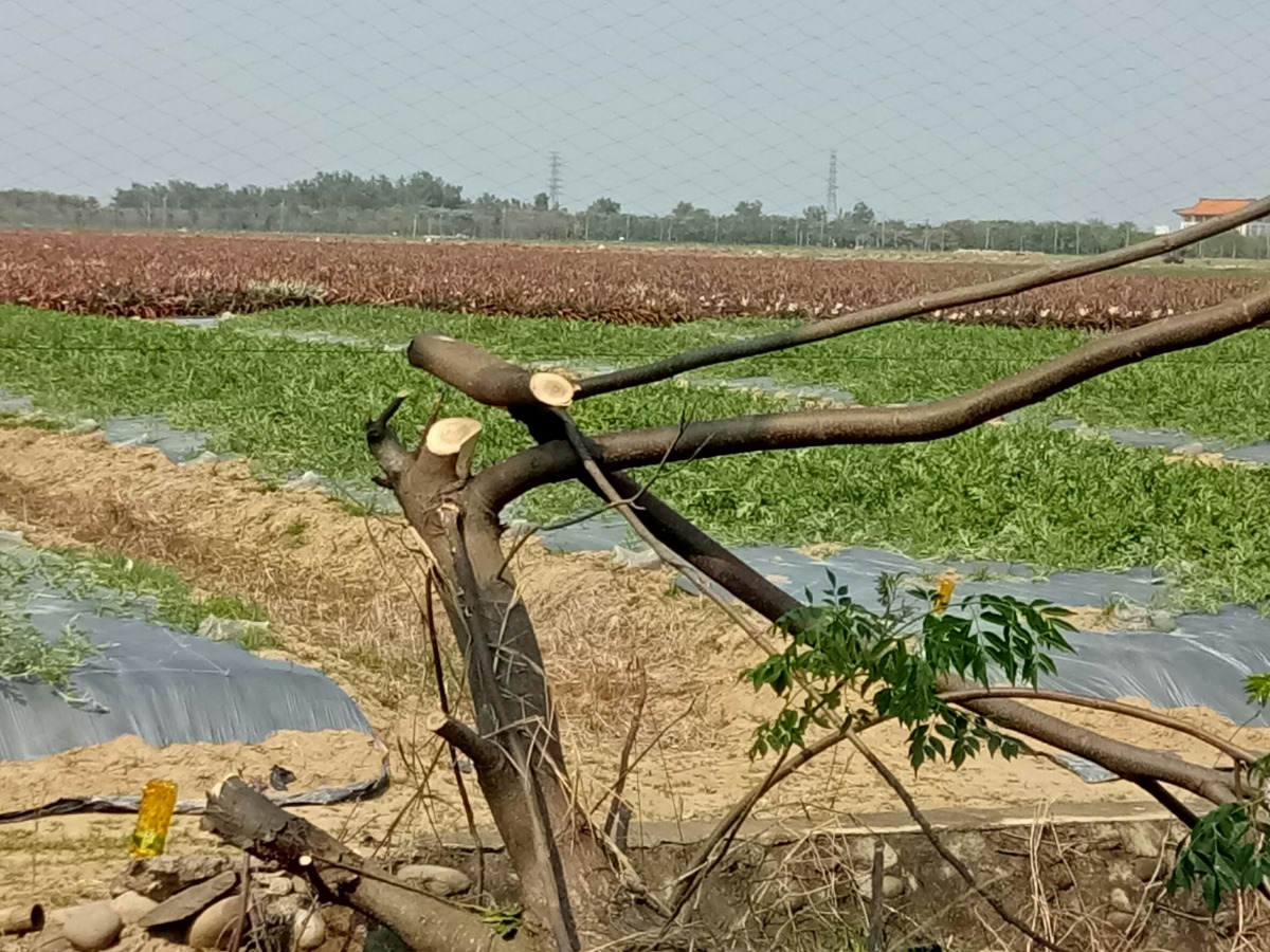 沙崙農場附近的農民為了架鳥網將樹砍掉。 謝先生/提供