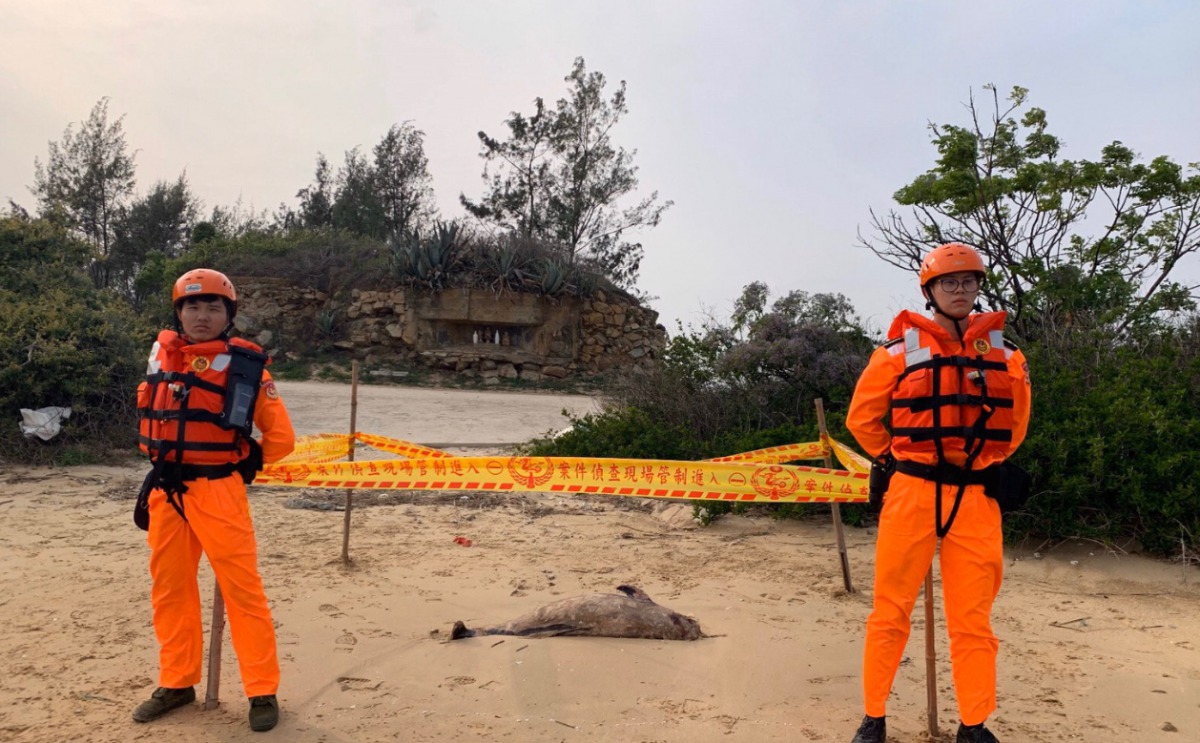 於金門海山美岸際發現到的擱淺死亡露脊鼠海豚。第九岸巡隊/提供