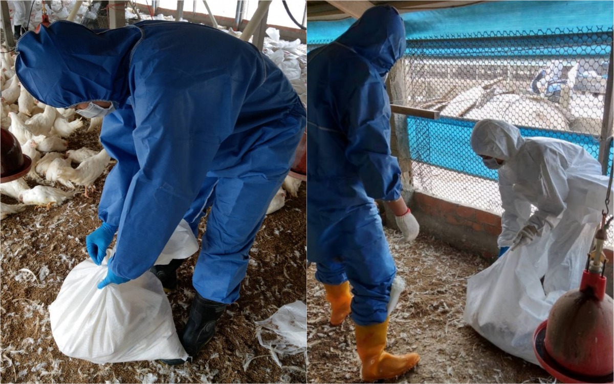 為了禽流感防止疫情擴散，爆發場已完成撲殺作業。 彰化縣政府/提供