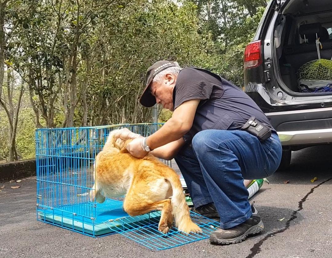 經過5個小時的搜索後,順利救援到受傷的狗狗。台灣動物緊急救援小組/提供