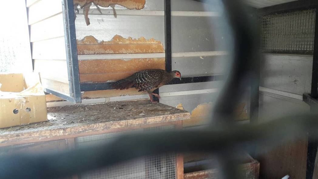 毛巾工廠的籠舍環境髒亂不堪。保七總隊第七大隊/提供