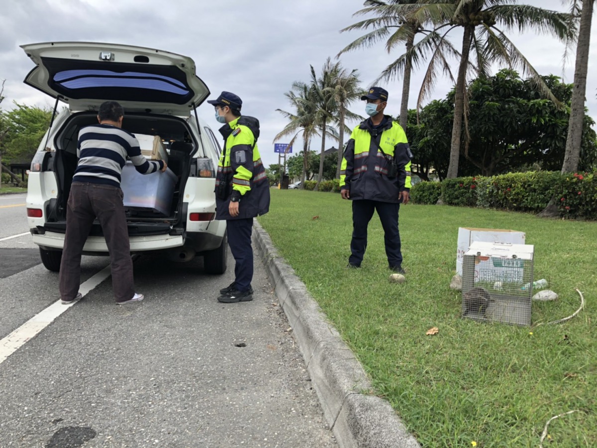 員警與農業處人員將落難的食蟹獴送至屏科大治療。台東縣警分局/提供
