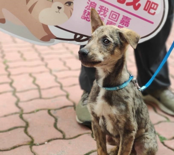 嘉義縣推出「浪我回嘉」活動，認領養犬貓將可獲得多項優惠措施。 嘉義縣政府/提供