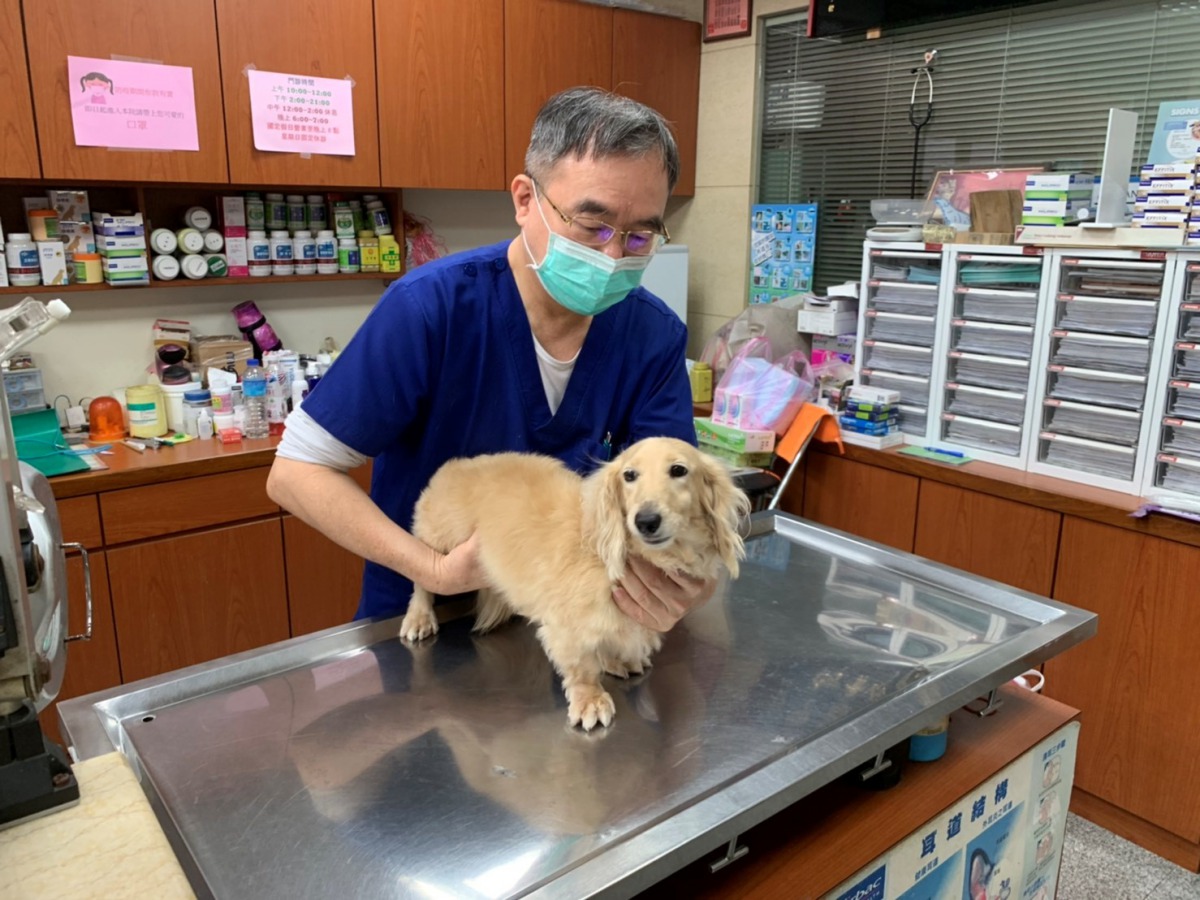 動物醫院獸醫師都會配戴口罩為寵物看診。 新北市動保處/提供