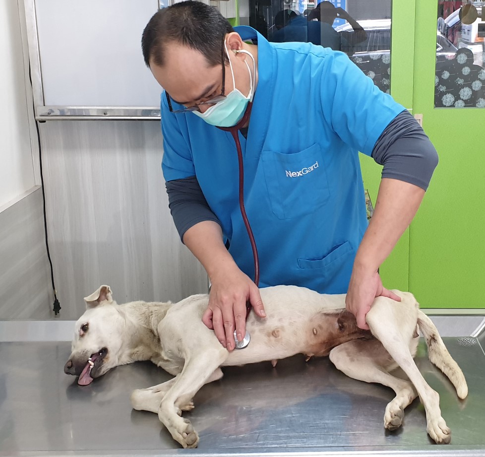 獸醫師仔細檢查魚塭受困犬的狀況。台灣動物緊急救援小組/提