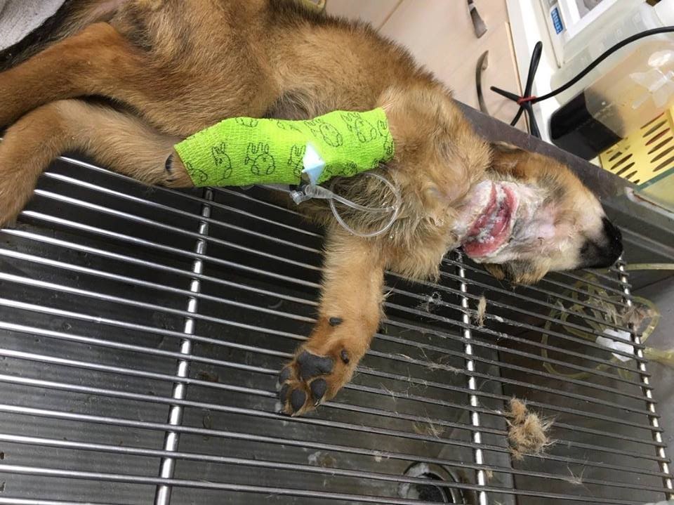 誤觸釣魚線陷阱的浪浪已由愛媽送醫急救。 陳愛媽/提供