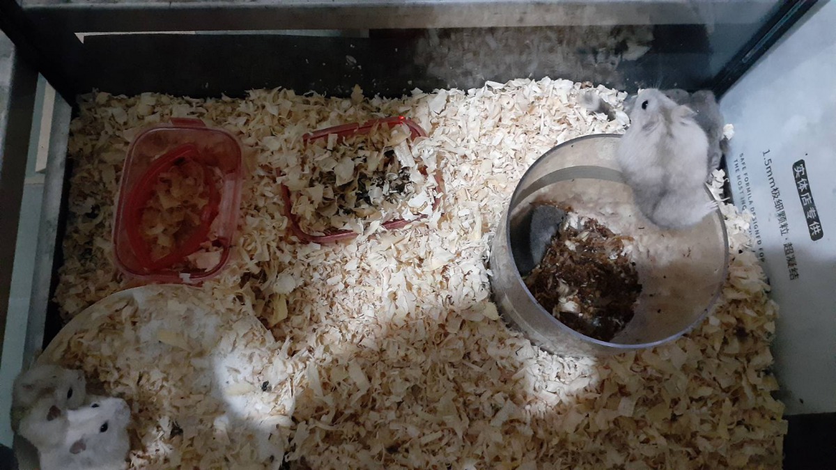 男子將女友飼養的倉鼠餵食鬆獅犬。 新北市動保處/提供
