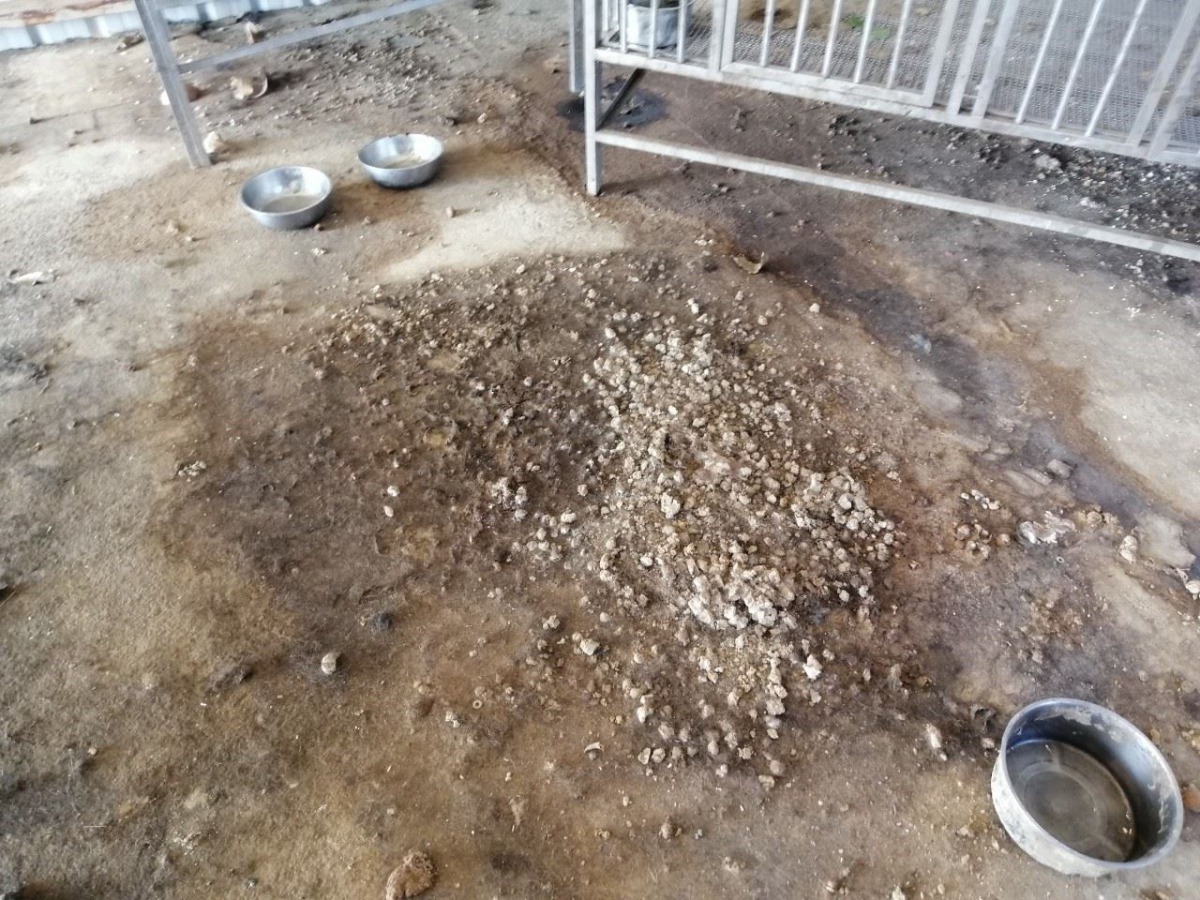 現場地面佈滿動物便溺，環境相當惡劣。 嘉義縣政府/提供