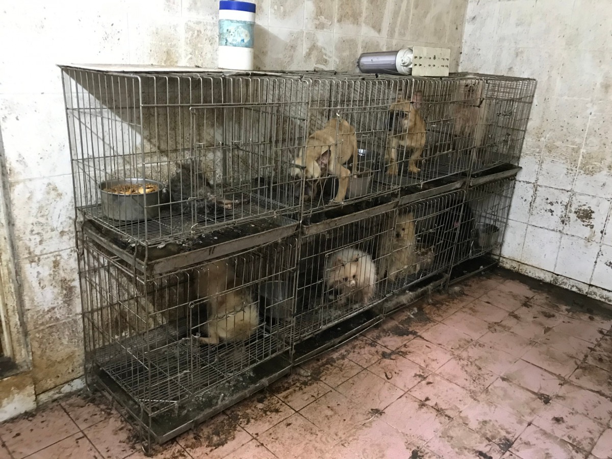犬隻飼養在惡劣的環境當中。 台中市動保處/提供