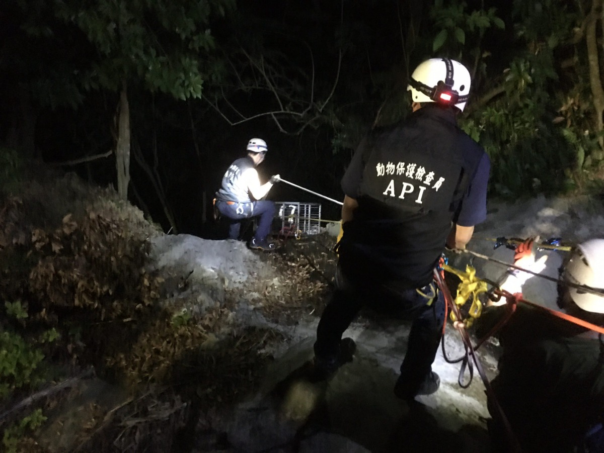 眾人一同將受困的邊境牧羊犬從山谷中拉上平地。 台北市動保處/提供