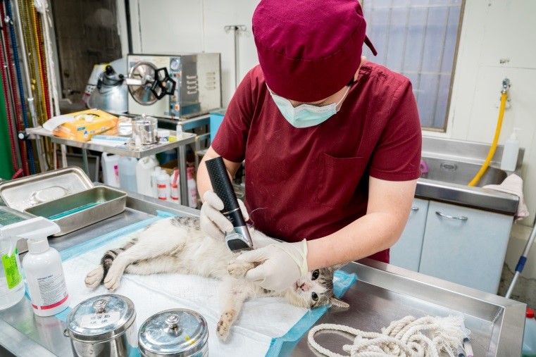 獸醫師幫貓咪的傷口進行處理。 新北市動保處/提供