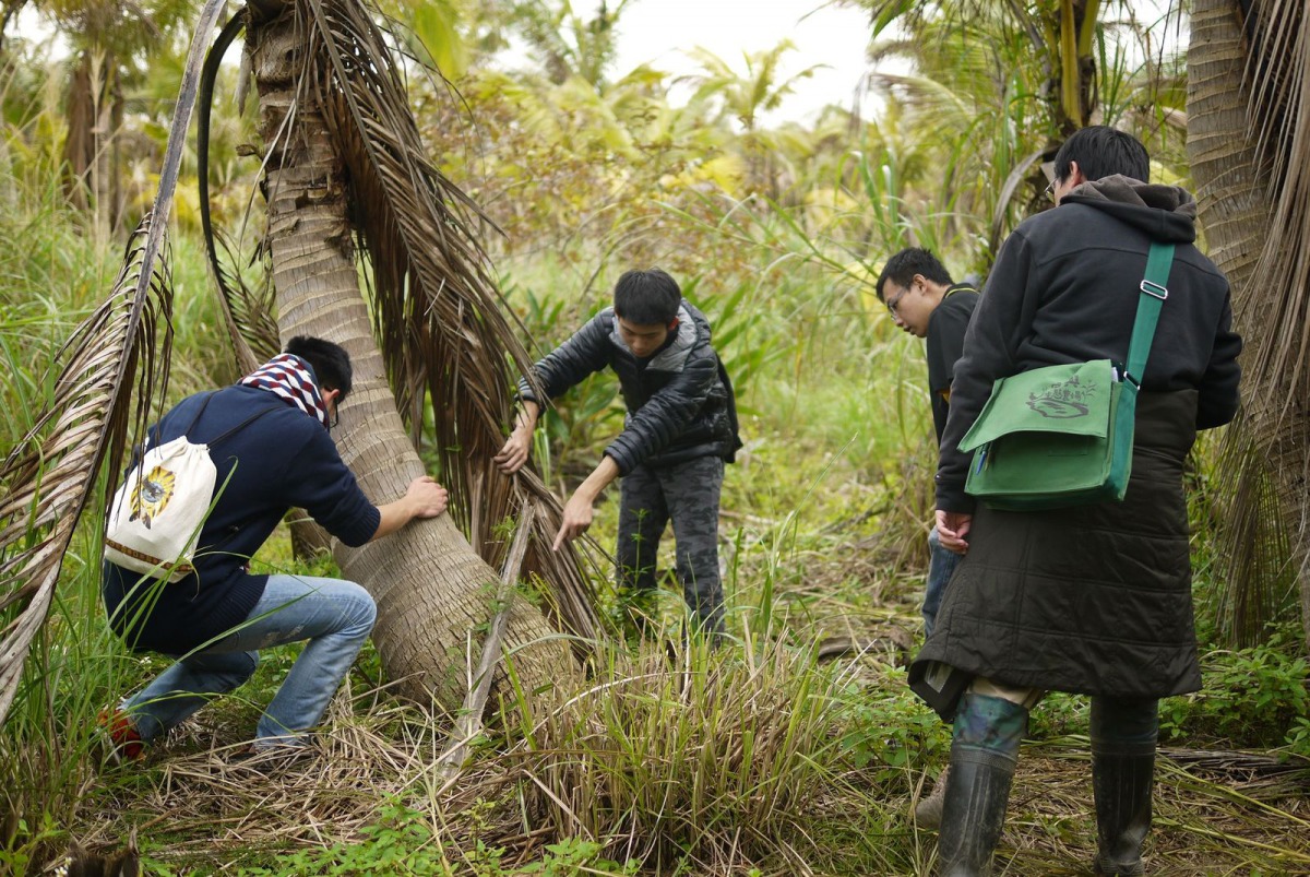 學生們協助進行沙士變色蜥的監測與移除工作。 花蓮林管處/提供