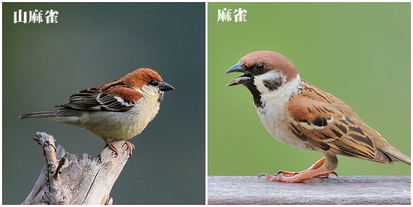 山麻雀與一般麻雀最大的不同在於臉頰上有無黑斑。 資料照片