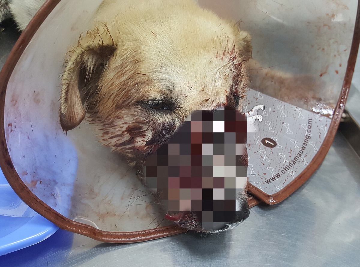 「鬼臉狗」臉部不斷流出鮮血與濃汁。台灣動物緊急救援小組/提供