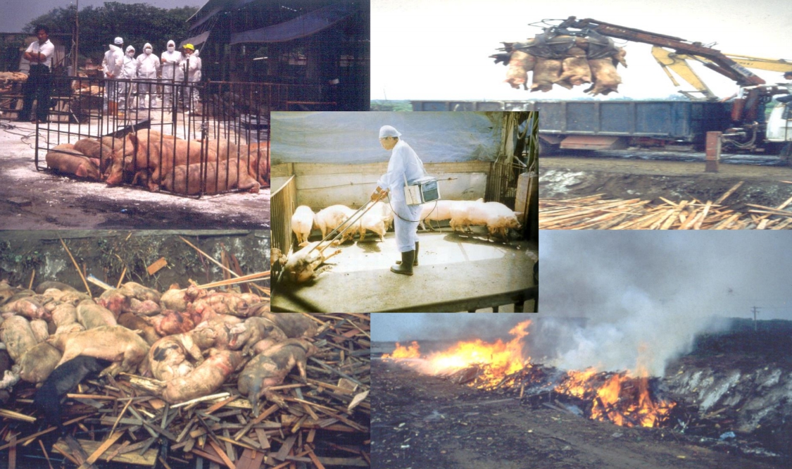 台灣爆發口蹄疫時有上百萬頭豬隻被人道電擊後焚燒掩埋。資料照片 防檢局/提供