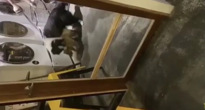 咖啡廳業者讓邊境牧羊犬攻擊浣熊。 截自/爆料公社