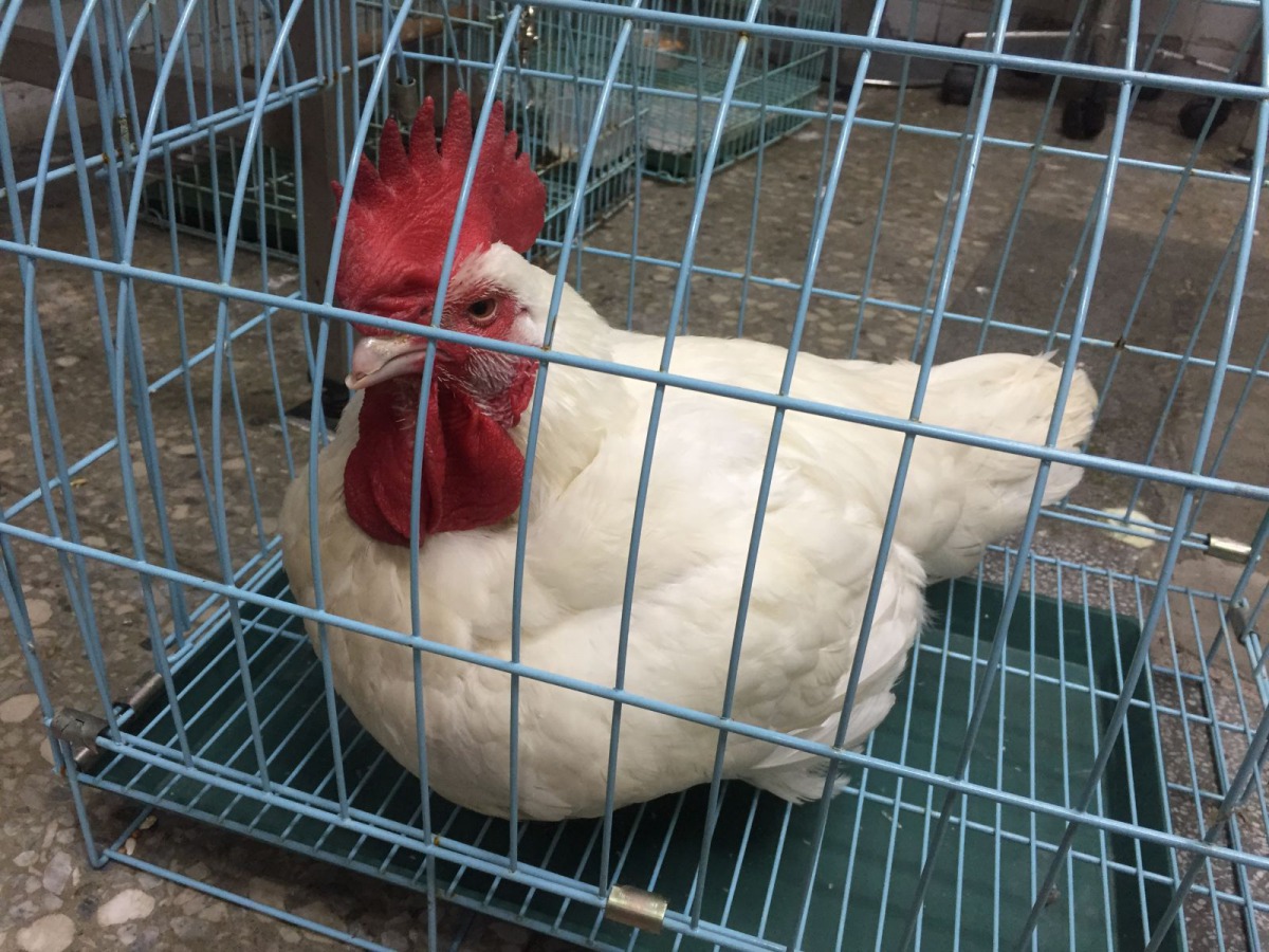 動保處收容的「開光雞」。 新北市動保處/提供