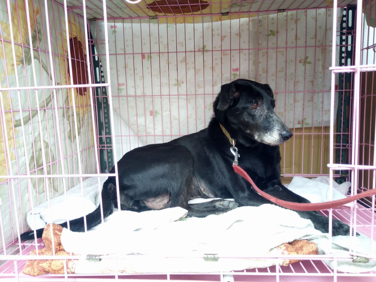 「海綿」在寒假期間被社員帶回家照顧後變得特別溫馴。嘉大民雄校區動保社/提供