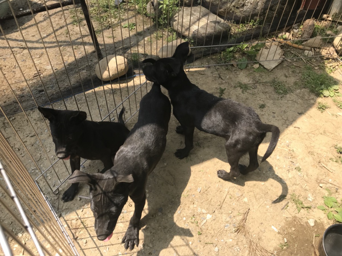 新北市收容所的3隻幼犬在送養會上開放民眾認養。 姚崇仁/攝