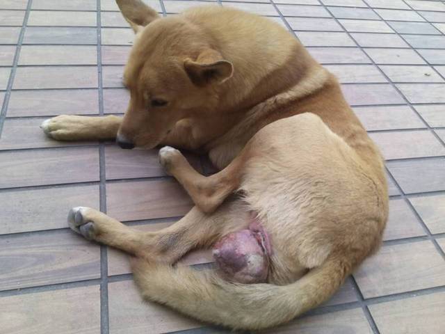 3年前「麥克」遭人惡意用橡皮筋綑綁生殖器。 陳愛媽/提供