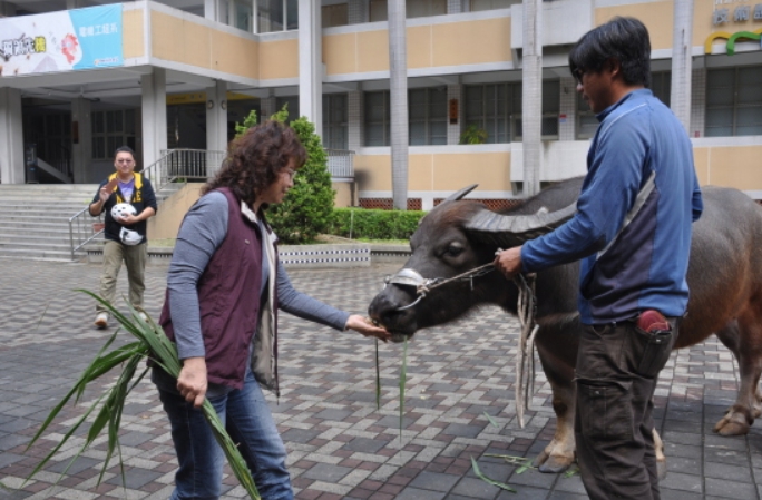 學員們餵食水牛吃牧草。 中洲科大/提供