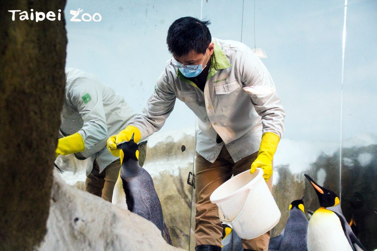 換羽階段的國王企鵝每天的食物會增加3~4倍之多。 台北市立動物園/提供