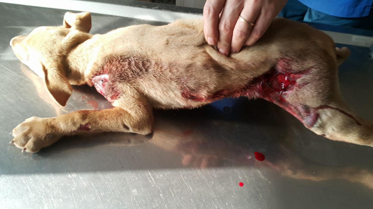 被用鐵鍊及捕獸夾虐待的「蚵仔煎」目前在醫院接受治療。翻攝/宜蘭關懷動物協會