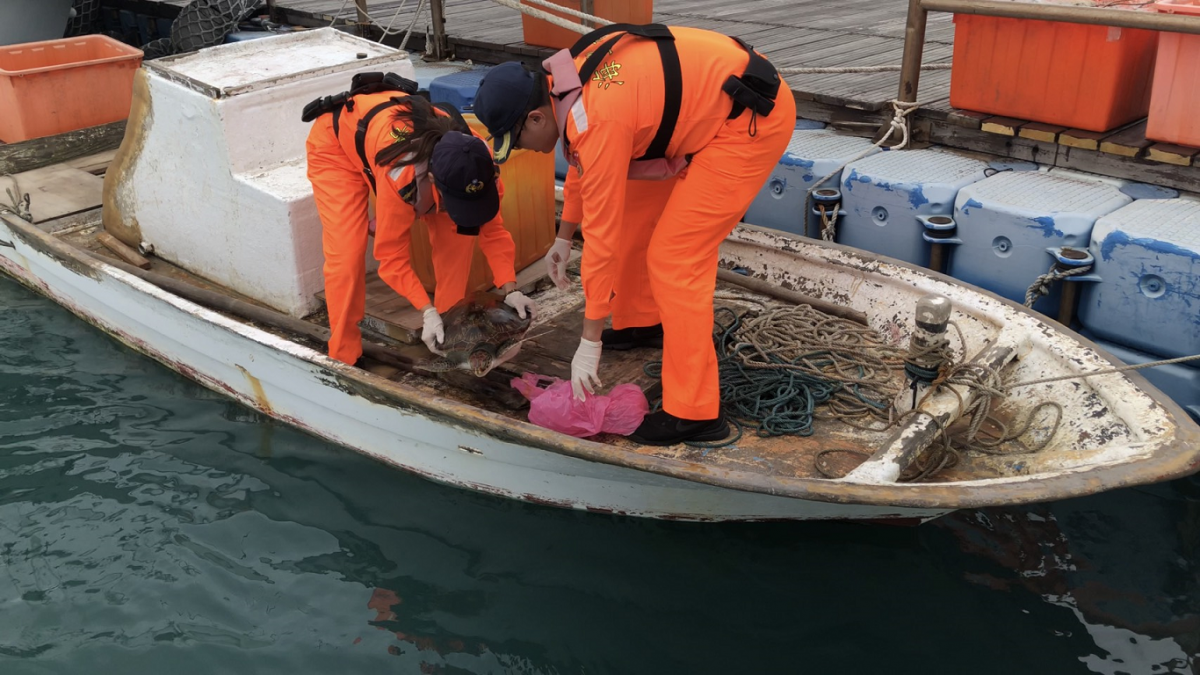 受困塑膠袋的保育類赤蠵龜由海巡人員協助脫困。 第七岸巡隊/提供
