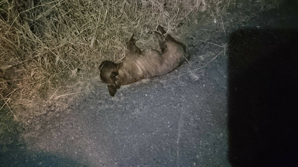 通報民眾發現法鬥時已經病懨懨的倒在地上。 徐文良/提供