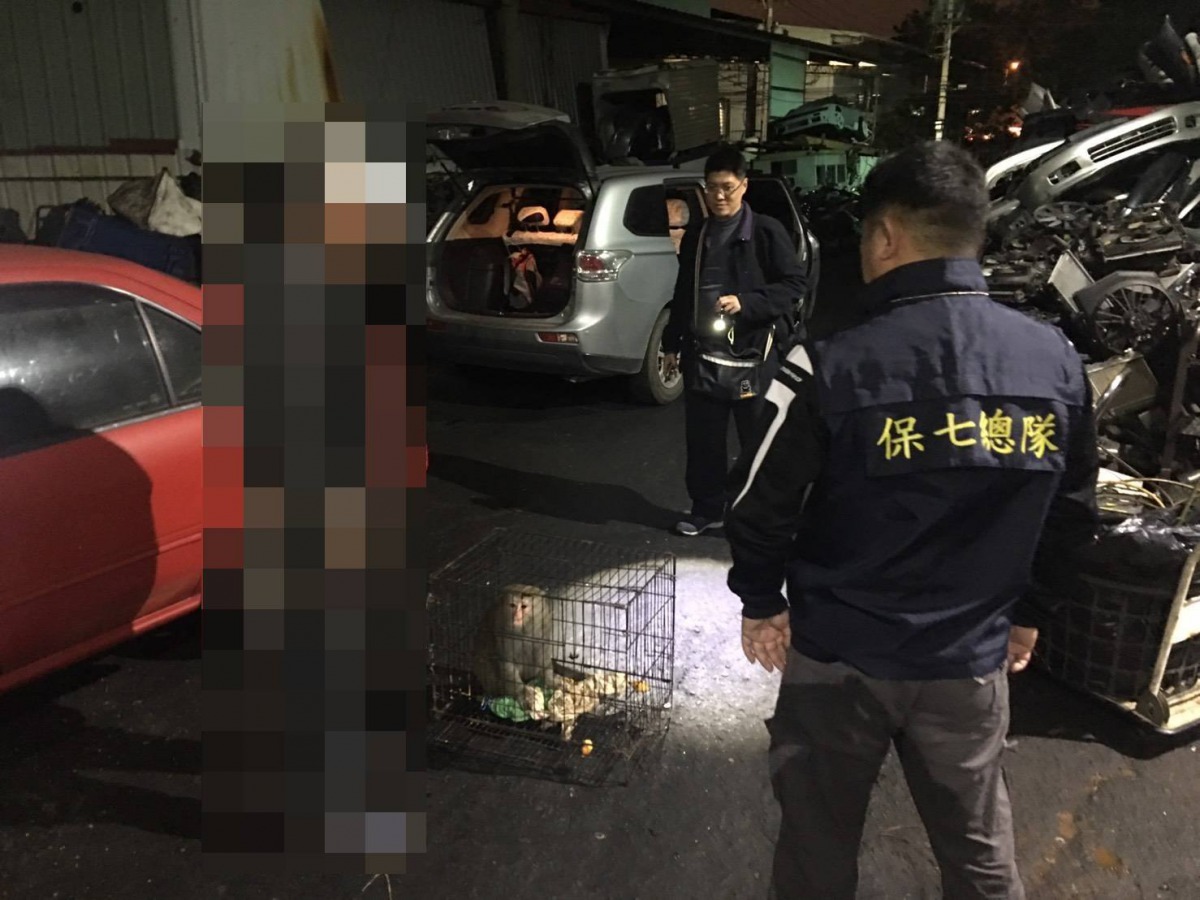 保七總隊前往台中一處廢棄車輛回收工廠將台灣獼猴救出。 保七總隊/提供