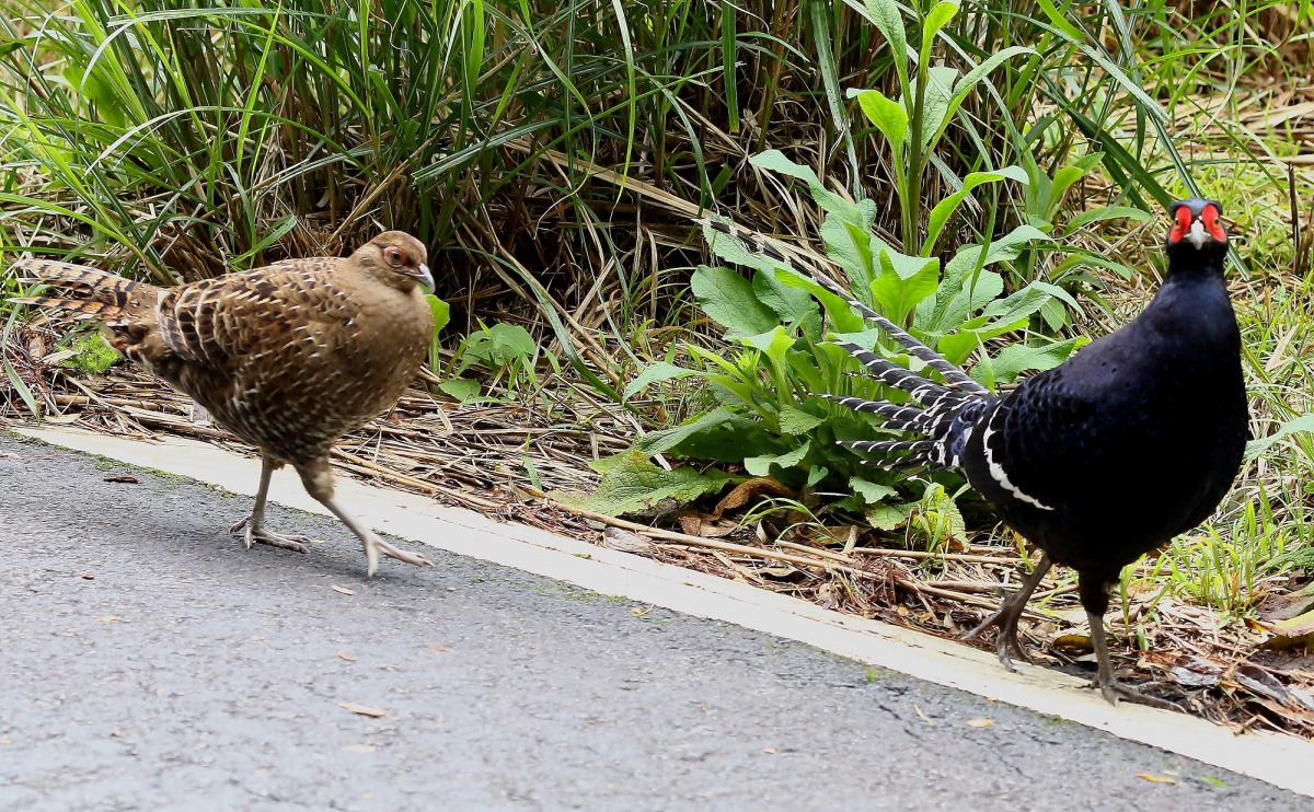 去年賞鳥大賽拍攝到的雌雄黑尾長雉散步的畫面。 東勢林管處/提供(劉良力 攝)
