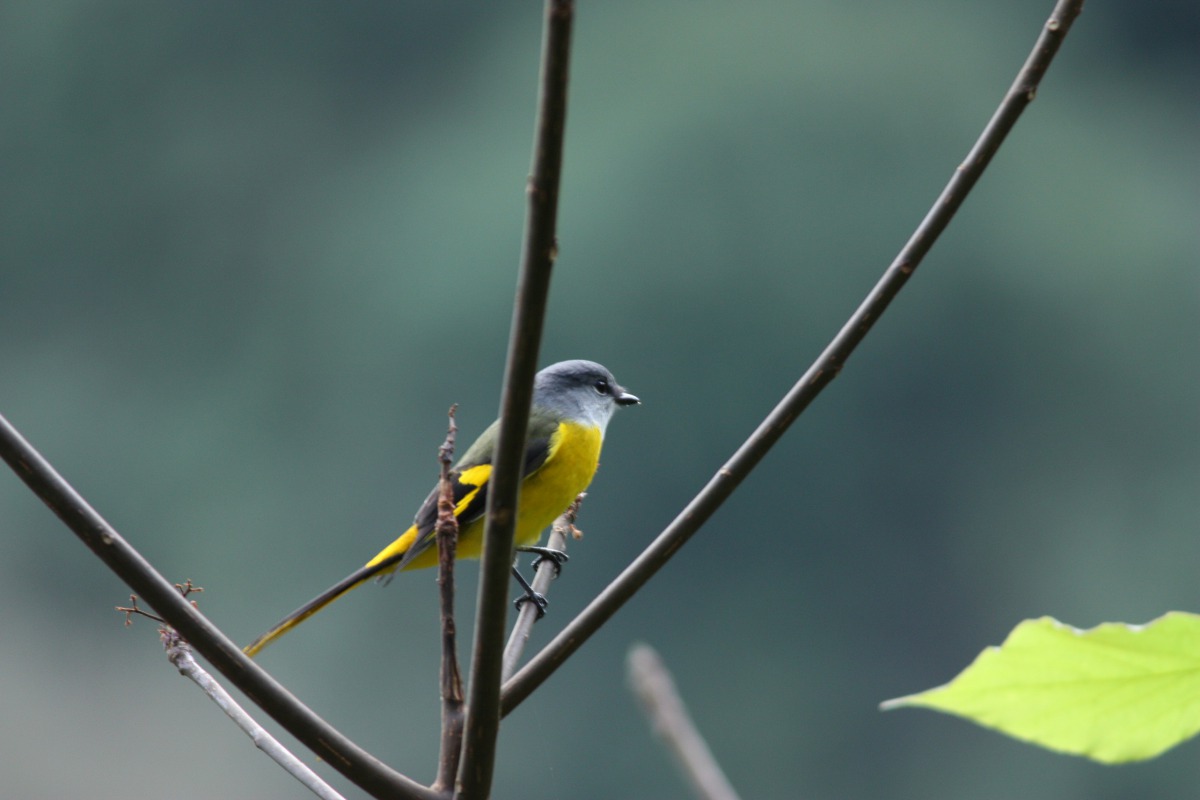 八仙山國家森林遊樂區是許多賞鳥人士必到的勝地。東勢林管處/提供