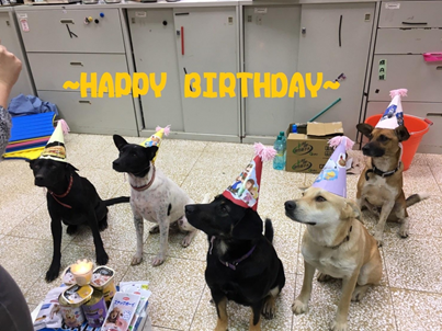 豐珠國中的校犬「豆皮」、「壽司」、「OREO」、「LATTE」、「熊霸」獲得人氣獎第一名(圖為校方幫5隻狗狗慶生)。 新北市動保處/提供