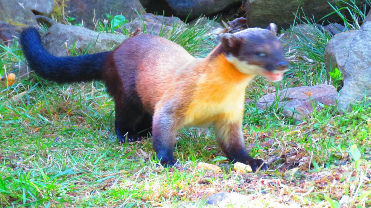 保育類黃喉貂吃著人類的食物。 蘇家弘/提供